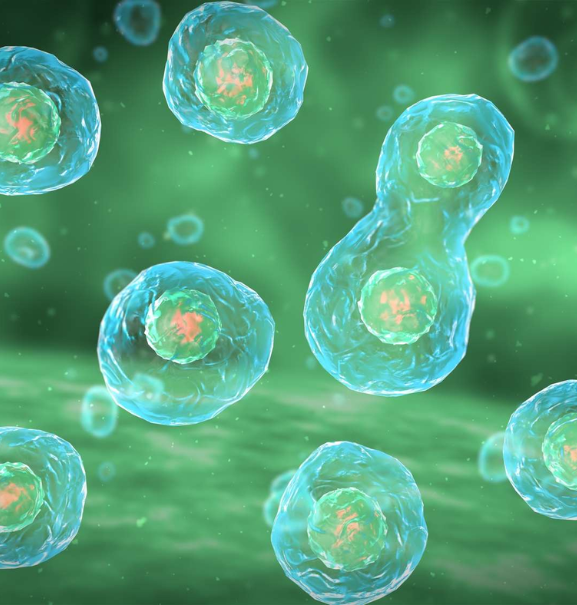 Facteur de croissance